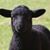 Jeni Lynn's profile image