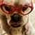 Sharol Harwood's profile image