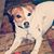 Renee S DeVore's profile image