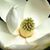 Beryl Alison Maclean's profile image