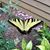 Rosalie Rogers's profile image