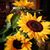 Julie Suffel's profile image