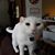 Brooke Denice Gertlar's profile image