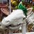 Brandy Williams-Onder Gardens's profile image