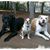 Lynne Leoncavallo's profile image
