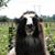 Blair Clement's profile image