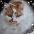 Nancy Allen's profile image