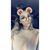 Lauren Galvan's profile image