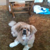 Carl Cookson's profile image