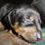 Rebecca Carlson's profile image
