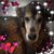 Liz Zalusky's profile image