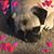 Cassandra Lind's profile image