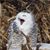 Diana Geis's profile image