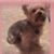 Lisa Young Mendez's profile image