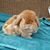 Lindemann-lapine Amber's profile image
