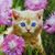Tanelle Jones's profile image