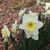Dawn Campbell Stokes's profile image