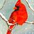 Sariah Ashton's profile image