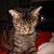 R Raye Wheaton's profile image