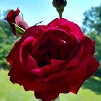 Rosanne Fleury's profile image