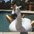 Julie Brooks's profile image