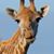 Teresa Keefer Thomas's profile image