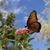 Pat McNeal's profile image