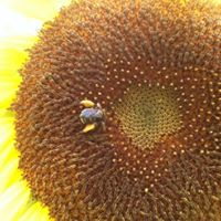 Niki Mcdonald's profile image