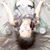Karuna Erdaviah Sahana's profile image