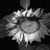Diane Wilhelm's profile image