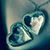 Banu Basaran's profile image