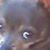 Linda Honey's profile image