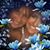 Rosa Lundy's profile image