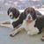 Dotty Crockett's profile image
