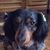 Selmon Haynes F's profile image