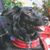 Carol Chase Cronce's profile image