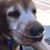 Rose Young Sottilo's profile image