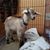Deb Hart's profile image