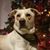 Tara Wirkus Dandrea's profile image