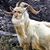 Chris Linnell's profile image