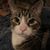 Madeline Hoffman-Littlehale's profile image