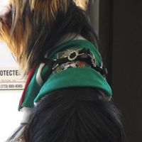 Hualcoyotl Netz's profile image
