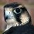Fiona Peregrine's profile image