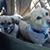 Bridget Sipes's profile image