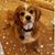 Laurie Miraldes's profile image