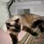 Andrew Wyeth Sheldon's profile image