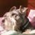 Ulises Cordova's profile image