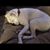Brenda Webb Vollmer's profile image