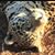 Sharon Lewis's profile image