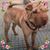 Domenico Ndragheta's profile image